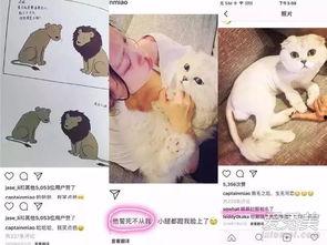 娱乐吃瓜酱虐猫博主,揭秘网络暴力背后的真相